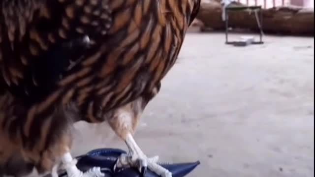 crow eats meat in owner's hand | daily life vlog