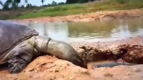 THE TURTLE SAVED THE LIFE OF A FISH
