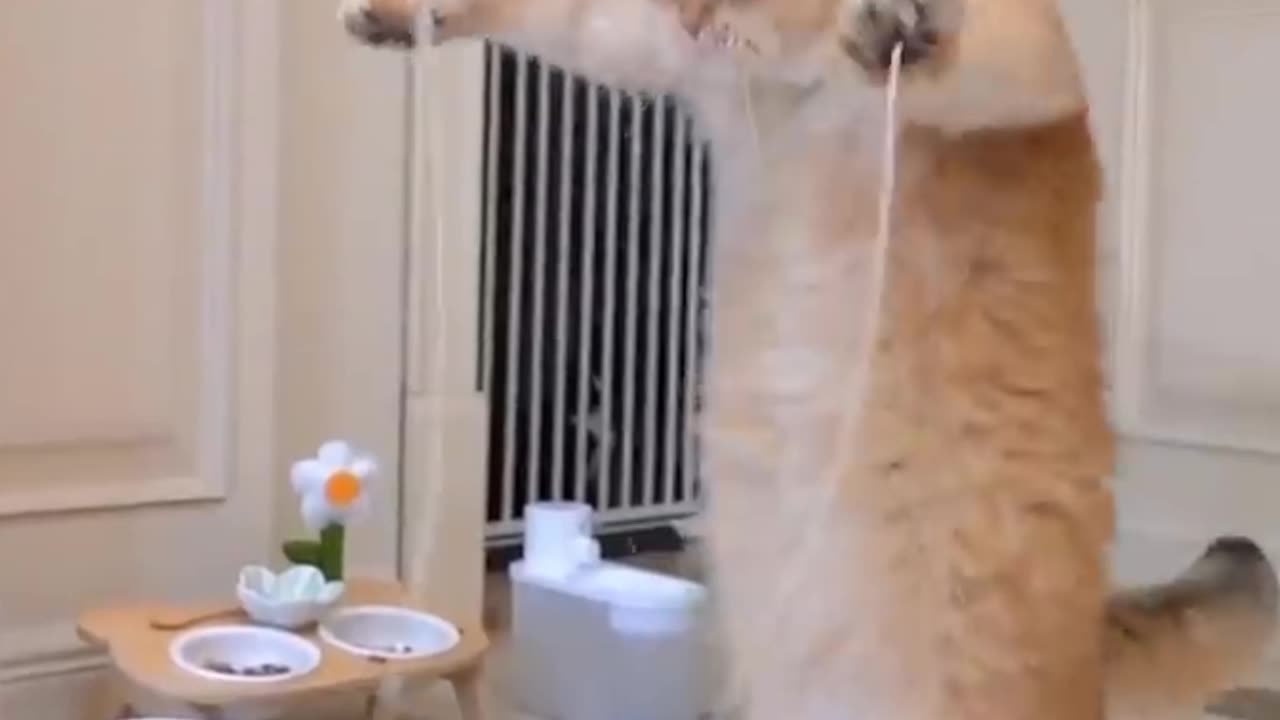 Funny cat 😺 pt3