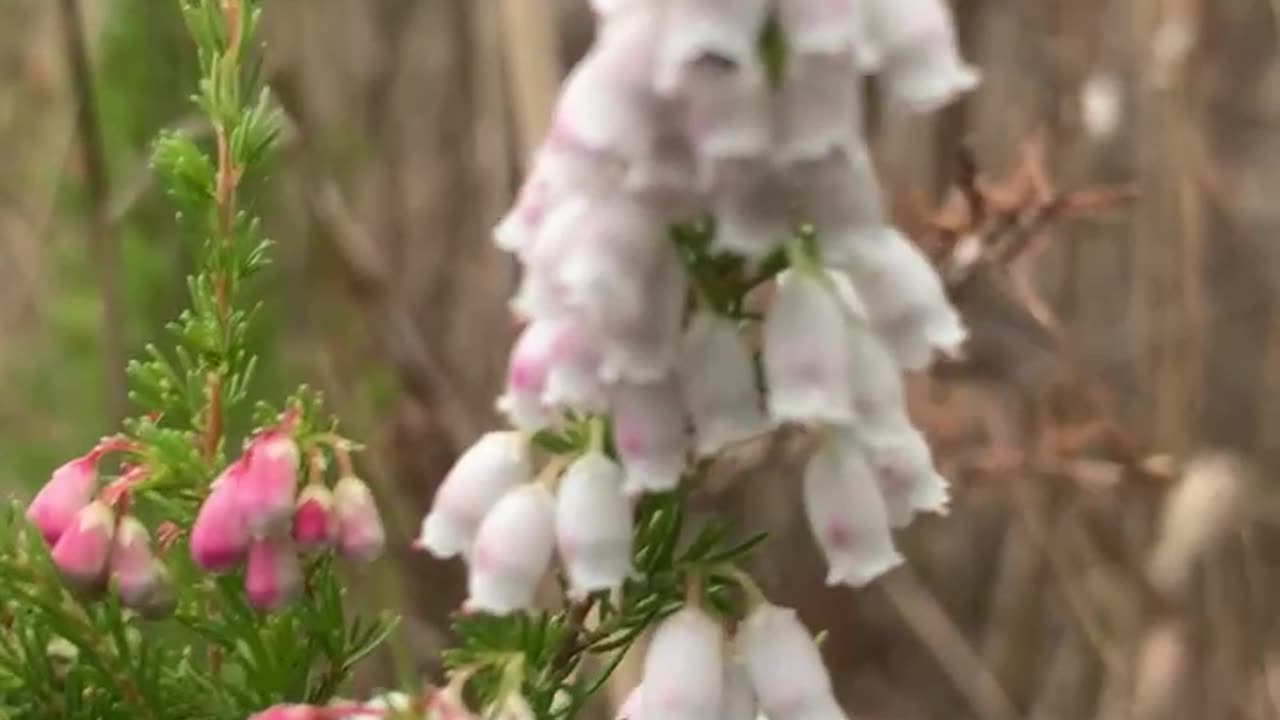 Amazing Bell shaped Flowers