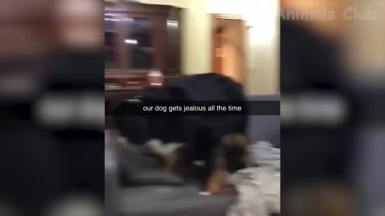Funniest Animal Videos😂 - Funny Cats😹 and Crazy Dogs🐶 Videos 2023! #4