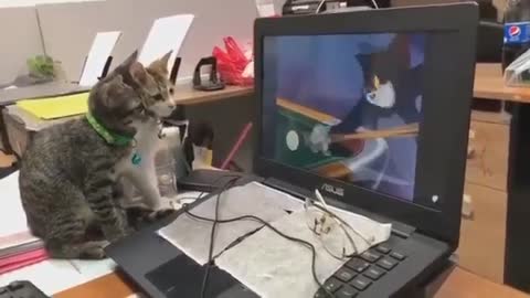 Two Cats Watching Tom Jerry