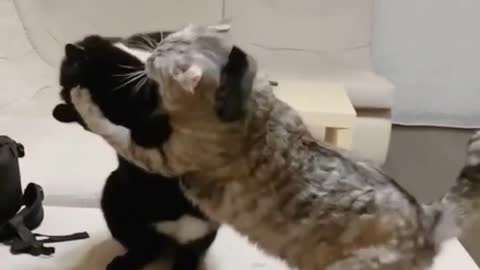 Борцуха🦾 cat wrestler