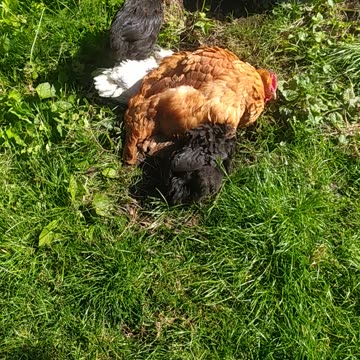 Goldi and her babys 🐔🐤🐤🐤🐤