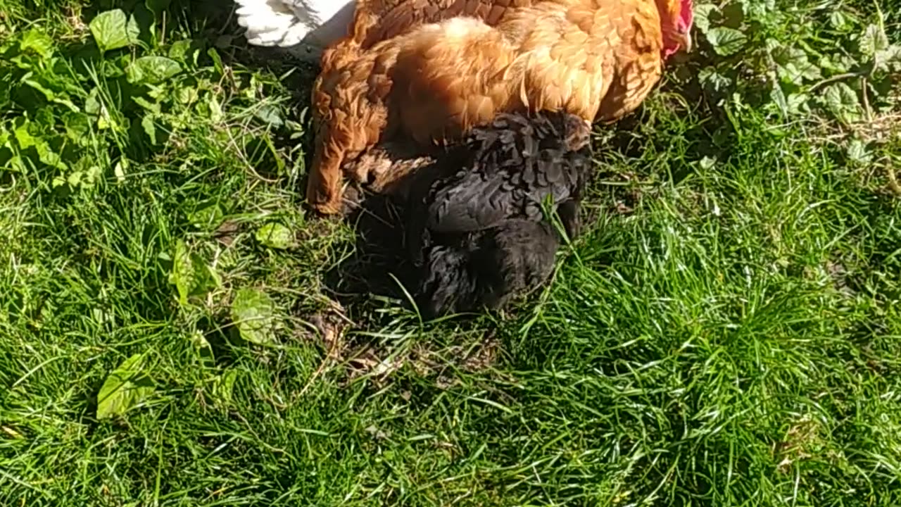 Goldi and her babys 🐔🐤🐤🐤🐤