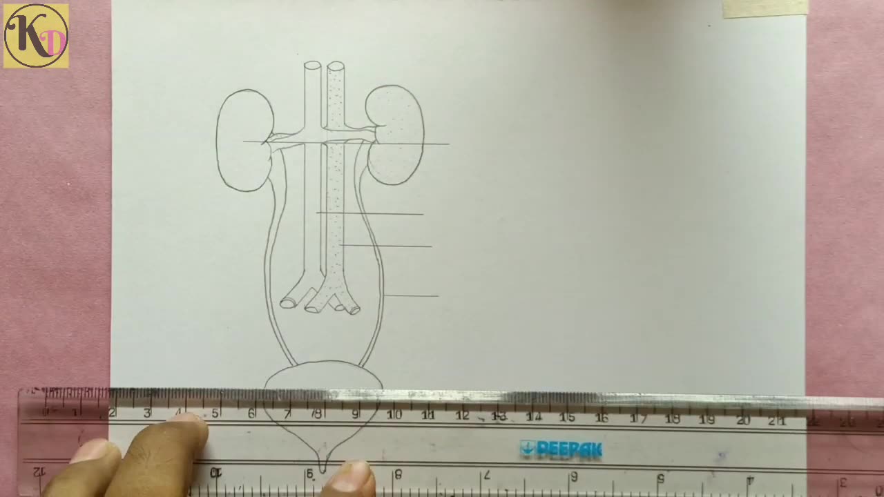 How to draw Human Excretory system easily - step by step