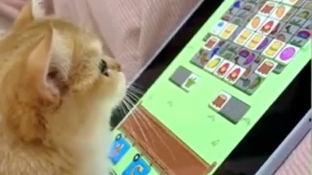 Cute Animals