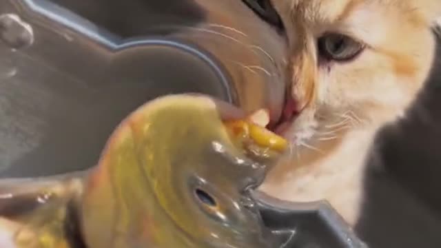 I like fish #cat##catsoftiktok #pet #cute #fyp