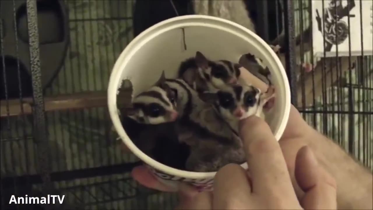 Sugar gliders flying on the sky