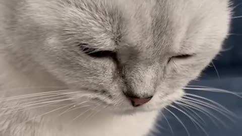 Funniest Cat Video of the Day