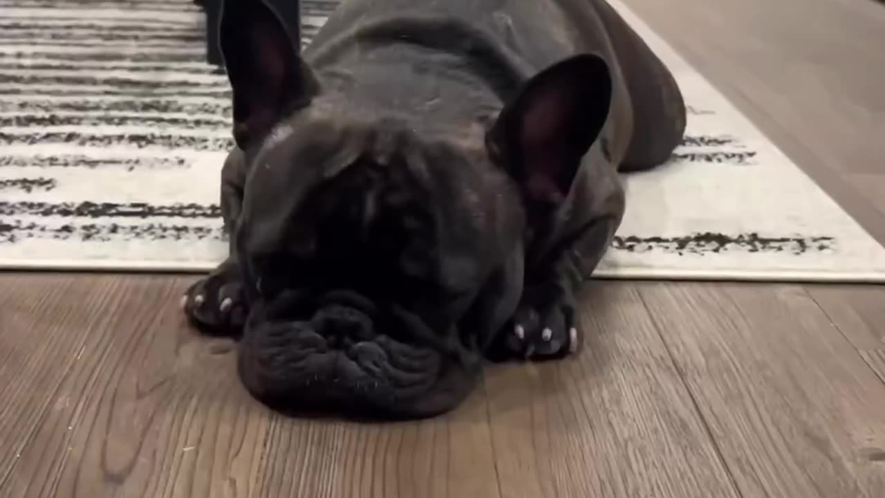 Cute dog πΆπ