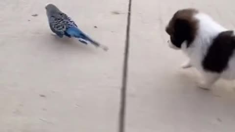 cute dog and bird