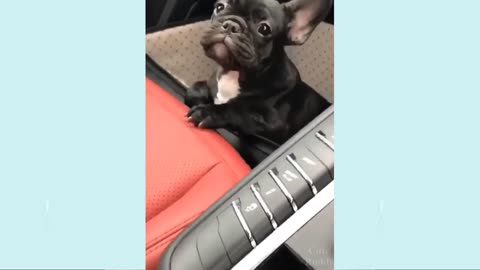 super funny dog