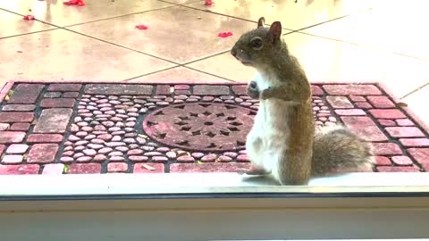 Funny Dancing Squirrel named Bucky