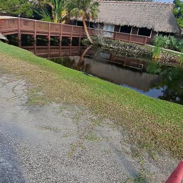 Alligators sunning themselves after days of rain, Naples, Fl 12/26/23