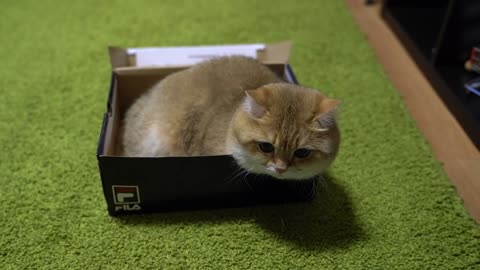 Hosico and Box