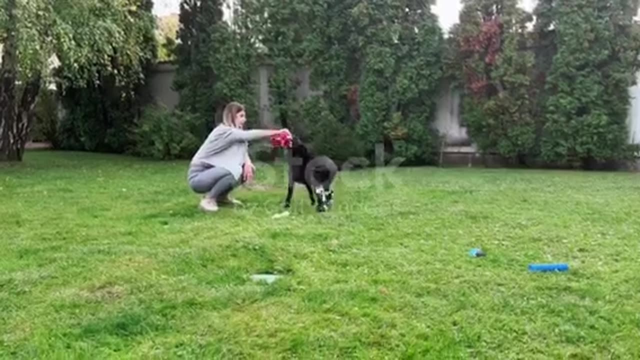 A young woman takes care of a dog with tasus otrosis and plays with it in the yard