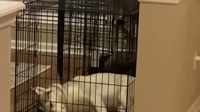 Siberian Husky LAUGHS WHILE SLEEPING!