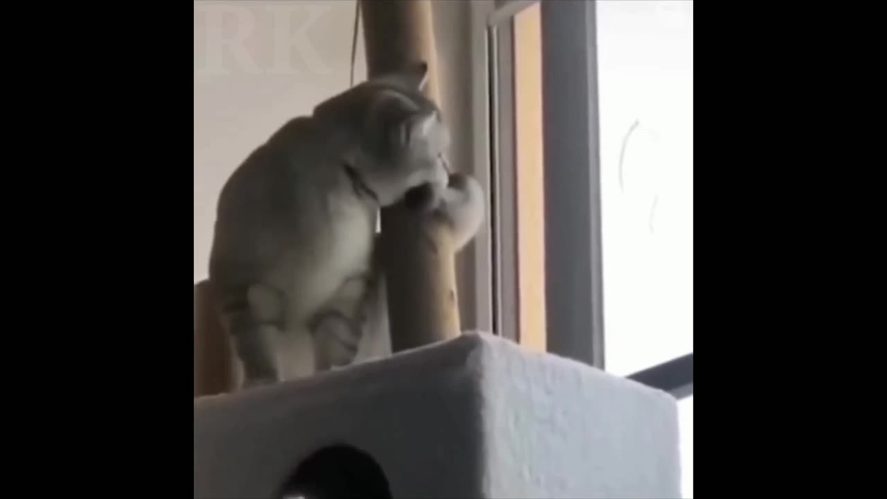 Cat funny videos