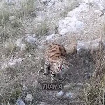 The most dangerous cat