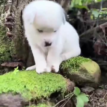 Cute baby animals Videos Compilation cute moment of the animals - Cutest Animals On Earth