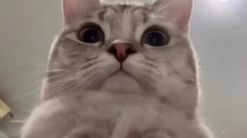 Funny animal