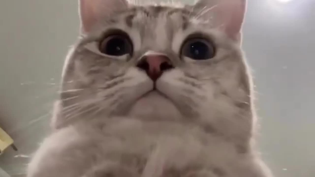 Funny animal