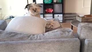 Dog Pops His Head up Like a Periscope