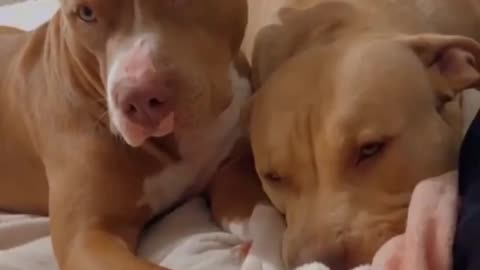 Cutest Dogs