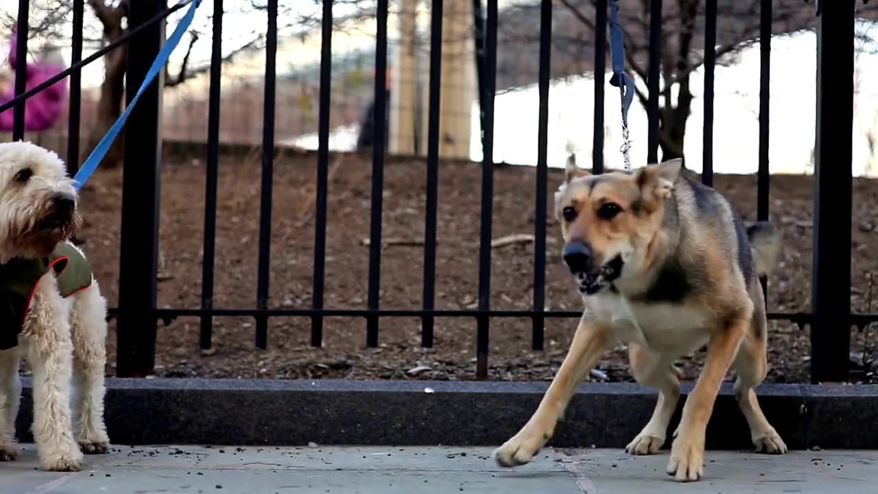 DOGS BARKING!! Angry dogs |Real Guard Dogs| Defending You. 🐕