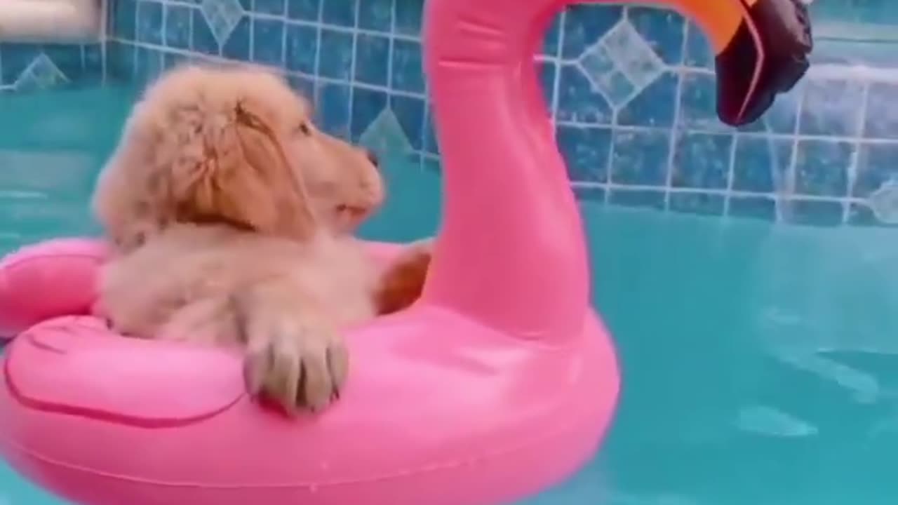 Adorable Pooch Makes a Splash! Watch as this Dog Enjoys a Refreshing Pool Bath