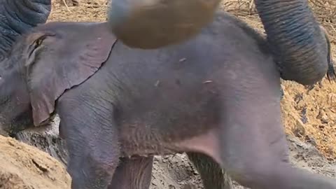 Family elephant