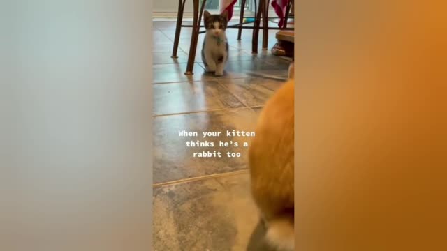 Funny and amazing cats reaction #1