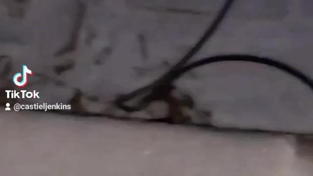 Playtime in the snow