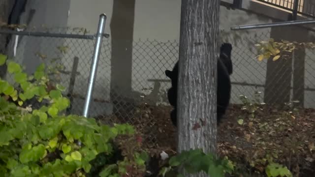 Bear Opens Car Door For a Snack in Tennessee