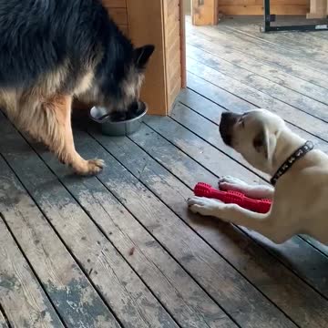 Kangal puppy moves German Shepherd for water
