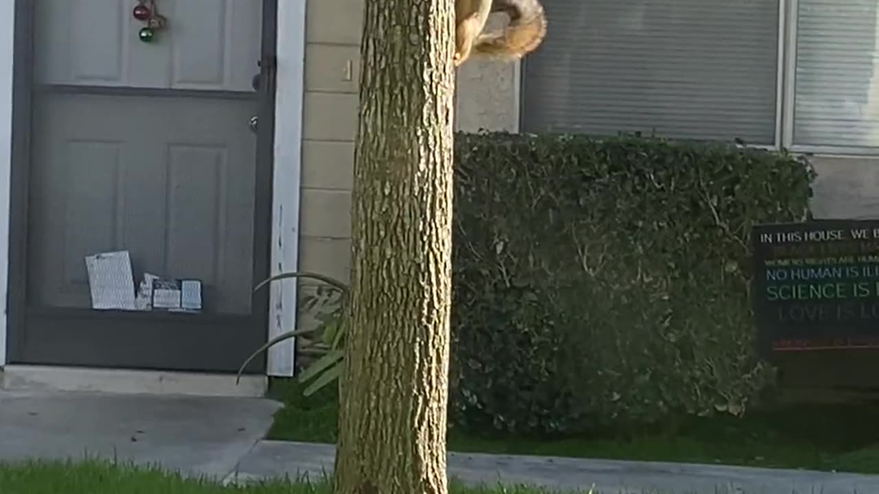 Squirrel!