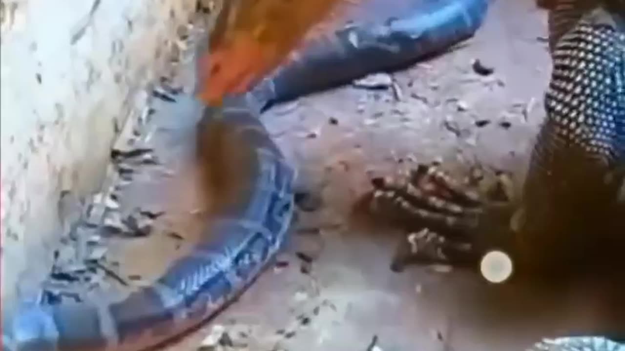 السحلية ضد الافعى Lizard vs snake