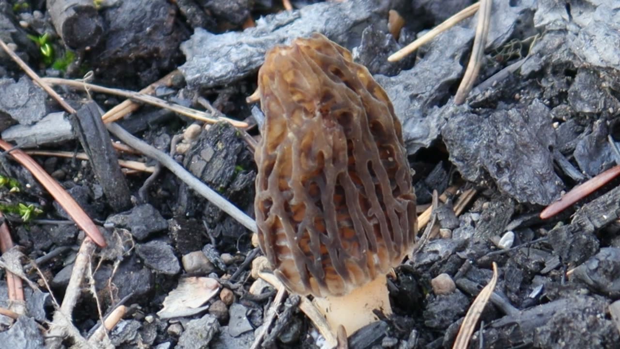 Black Morel