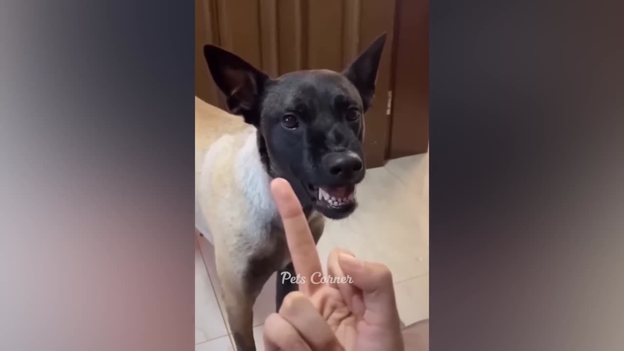 Funniest Animals 2022 π Best Funny Cats and Dogs πΊπΆ Part 13 |