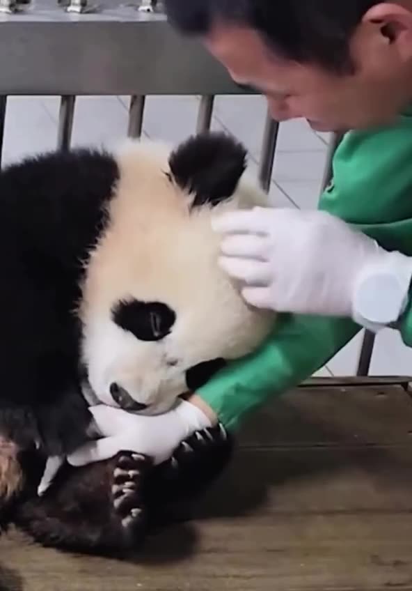 Baby Panda attachment issues 😍😍