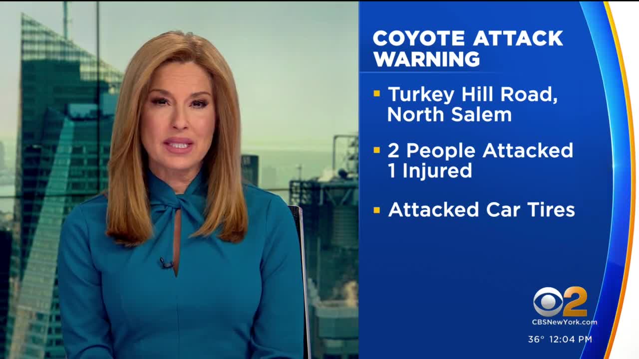 Coyote warning in Westchester County