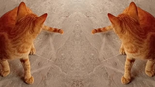 The Cat funny video