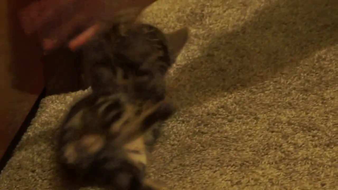 Catsplaying inhallway😁😁2023