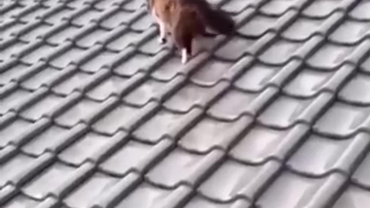 Funny videos 🤣🤣😛