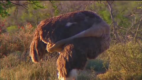 *OSTRICH *। Love animals
