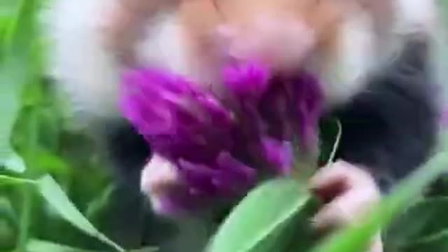 Viral video//Hamster posing for its photoshoot