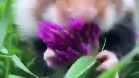 Viral video//Hamster posing for its photoshoot
