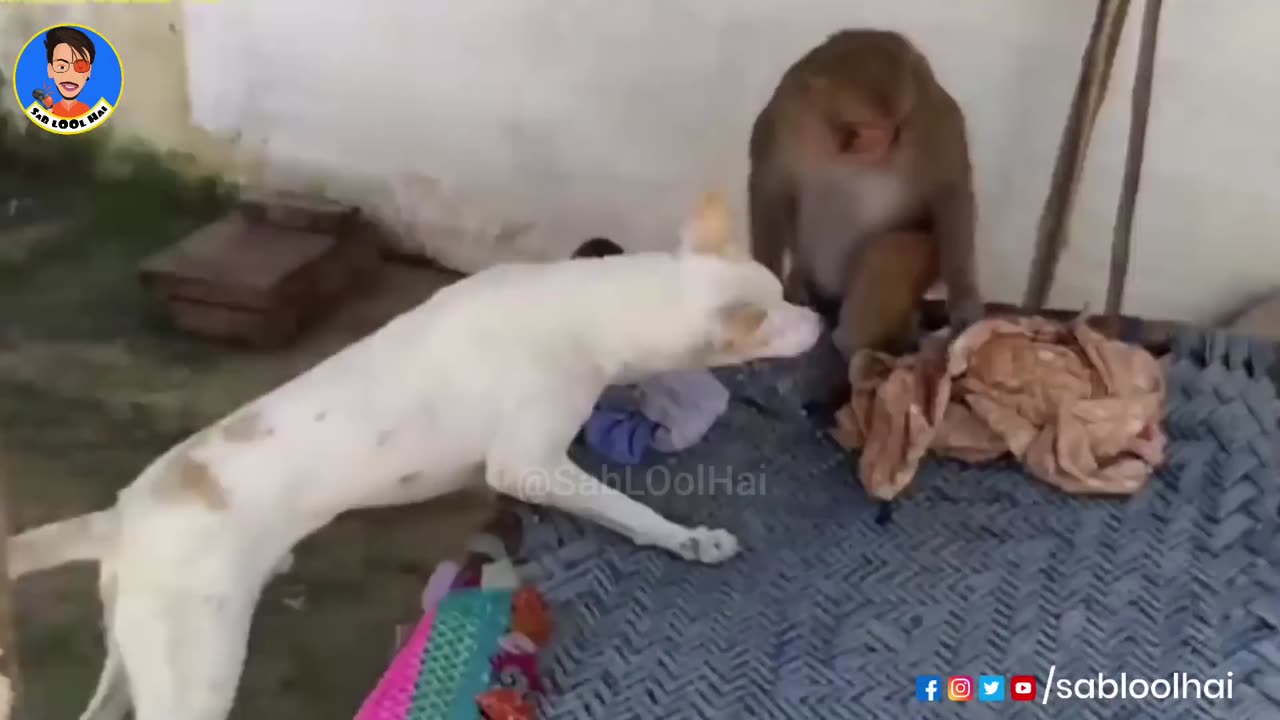 DOG AND MONKEY