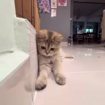 Episode 2 | cute cats and dogs compilation video | cutest baby animals